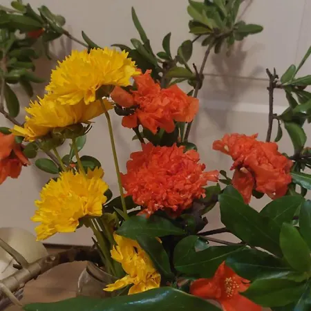 Next To Blloku Lovely Apartment-comodissimo Centro Daire *